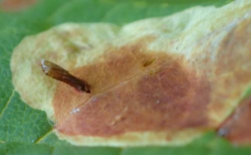 Réf. 213 036 : Cameraria ohridella